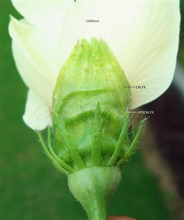  Flower-Epicalyx and Calyx